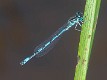 Coenagrion mercuriale male-223494